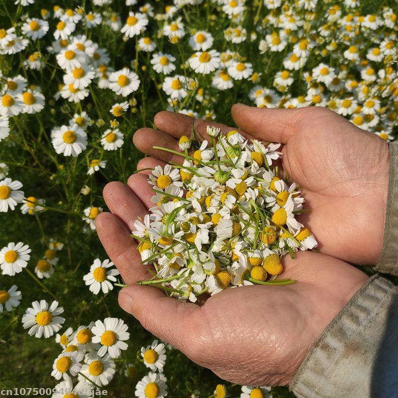 100% Natural Chamomile Dried F - đánh giá và giá Chamomile Tea